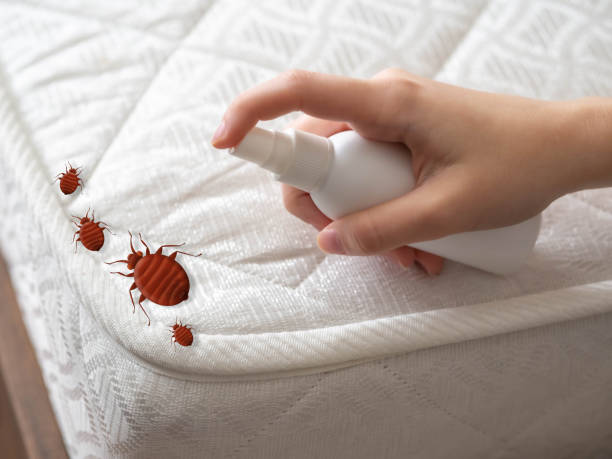 Professional Pest Control in Forney, TX